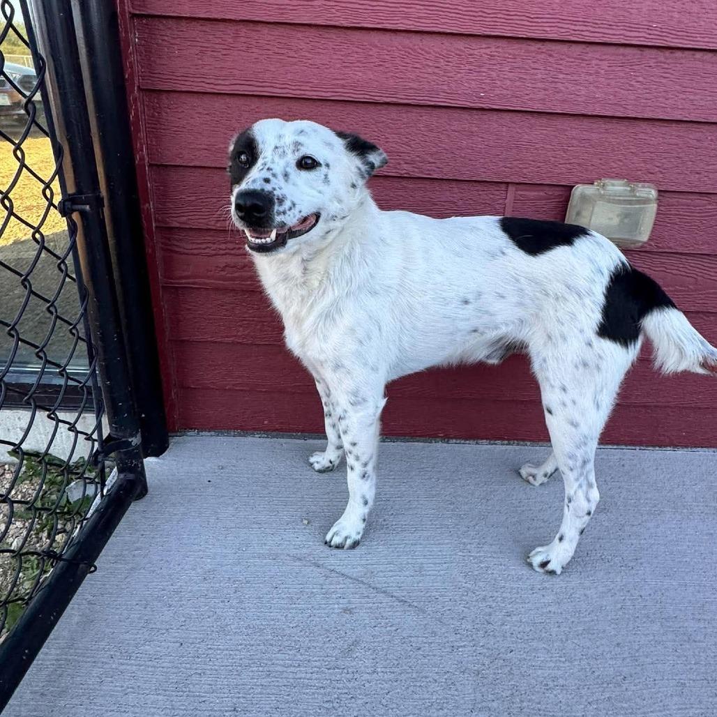 Enlarge Amir, a Adoptable mixed breed in Monticello, IA image 2/4