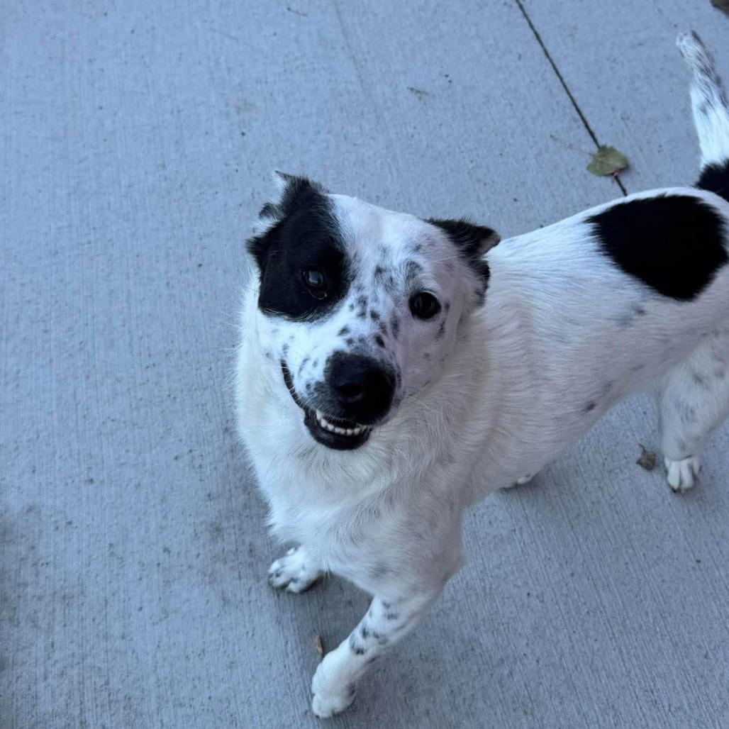 Enlarge Amir, a Adoptable mixed breed in Monticello, IA image 4/4