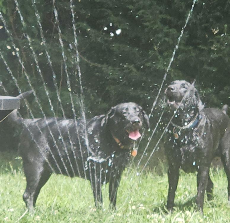 Daisy, a ADOPTABLE Black Labrador Retriever in Puyallup, WA image 1/2