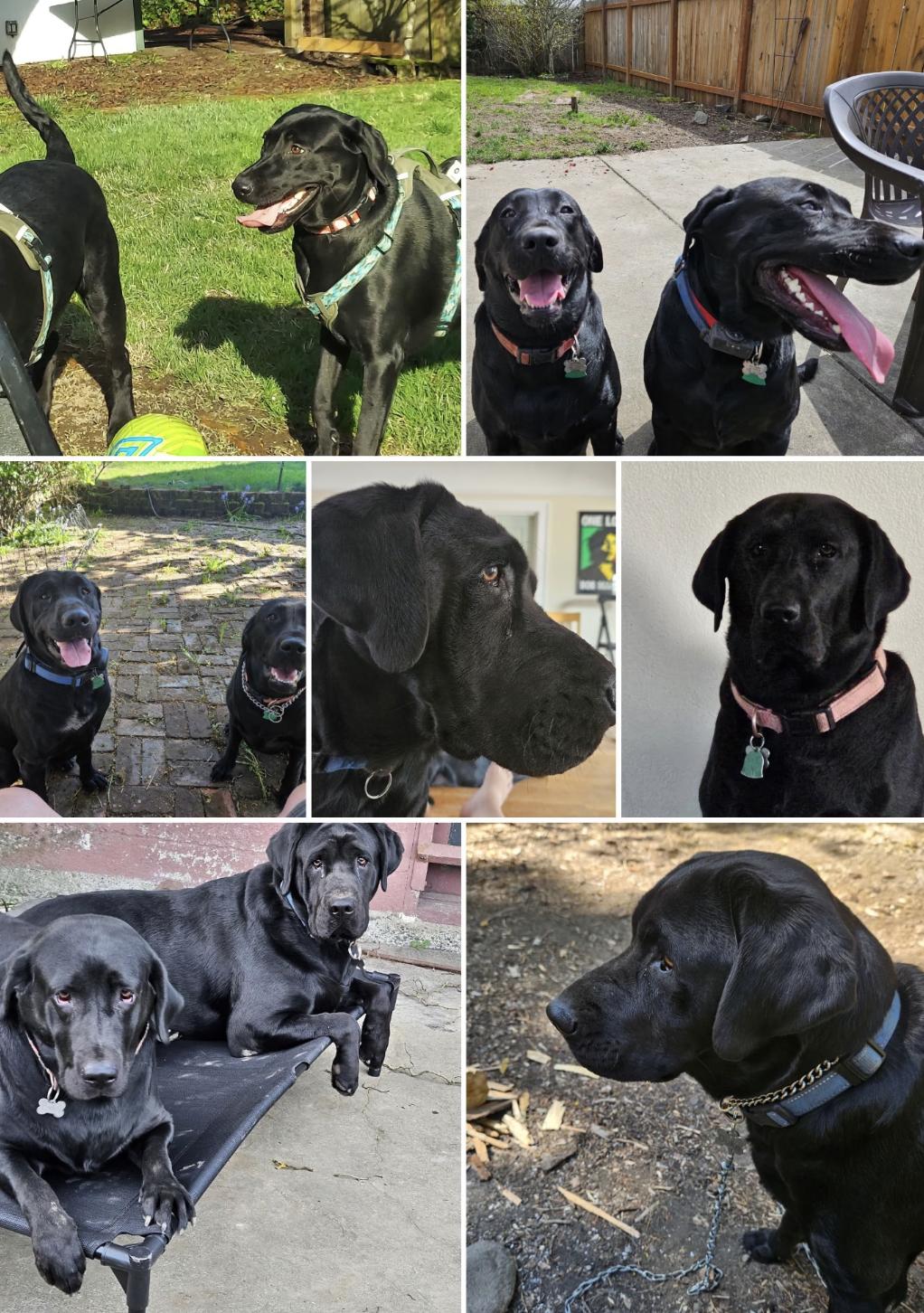 Daisy, a ADOPTABLE Black Labrador Retriever in Puyallup, WA image 2/2