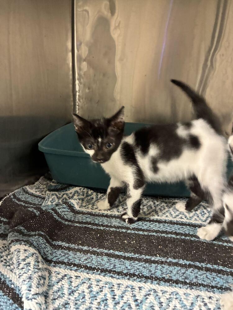 Stassi, Adoptable, Kitten Female Domestic Short Hair.