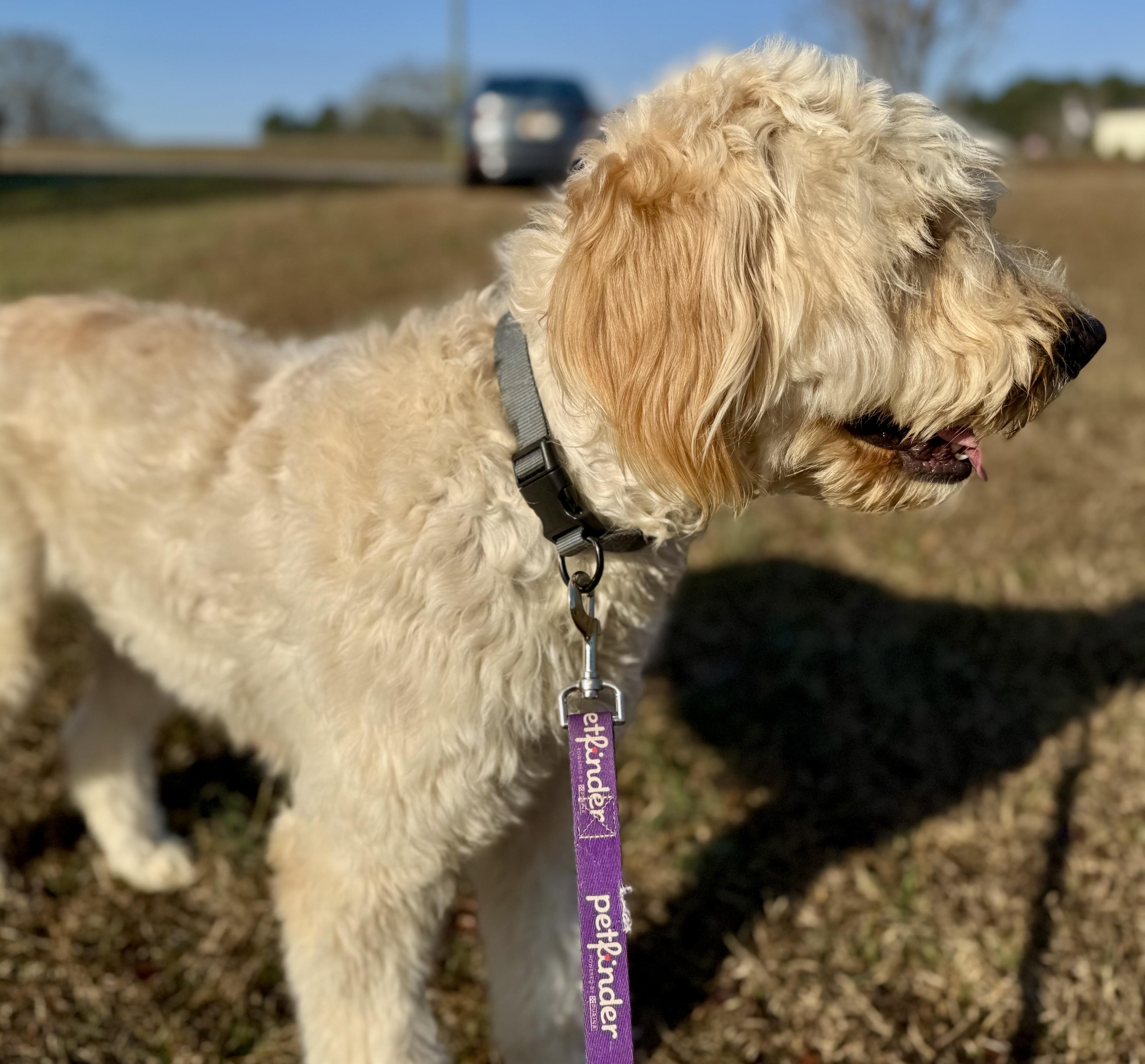 Enlarge Roxie - PyreDoodle, an adopted mixed breed in Spartanburg, SC image 5/6