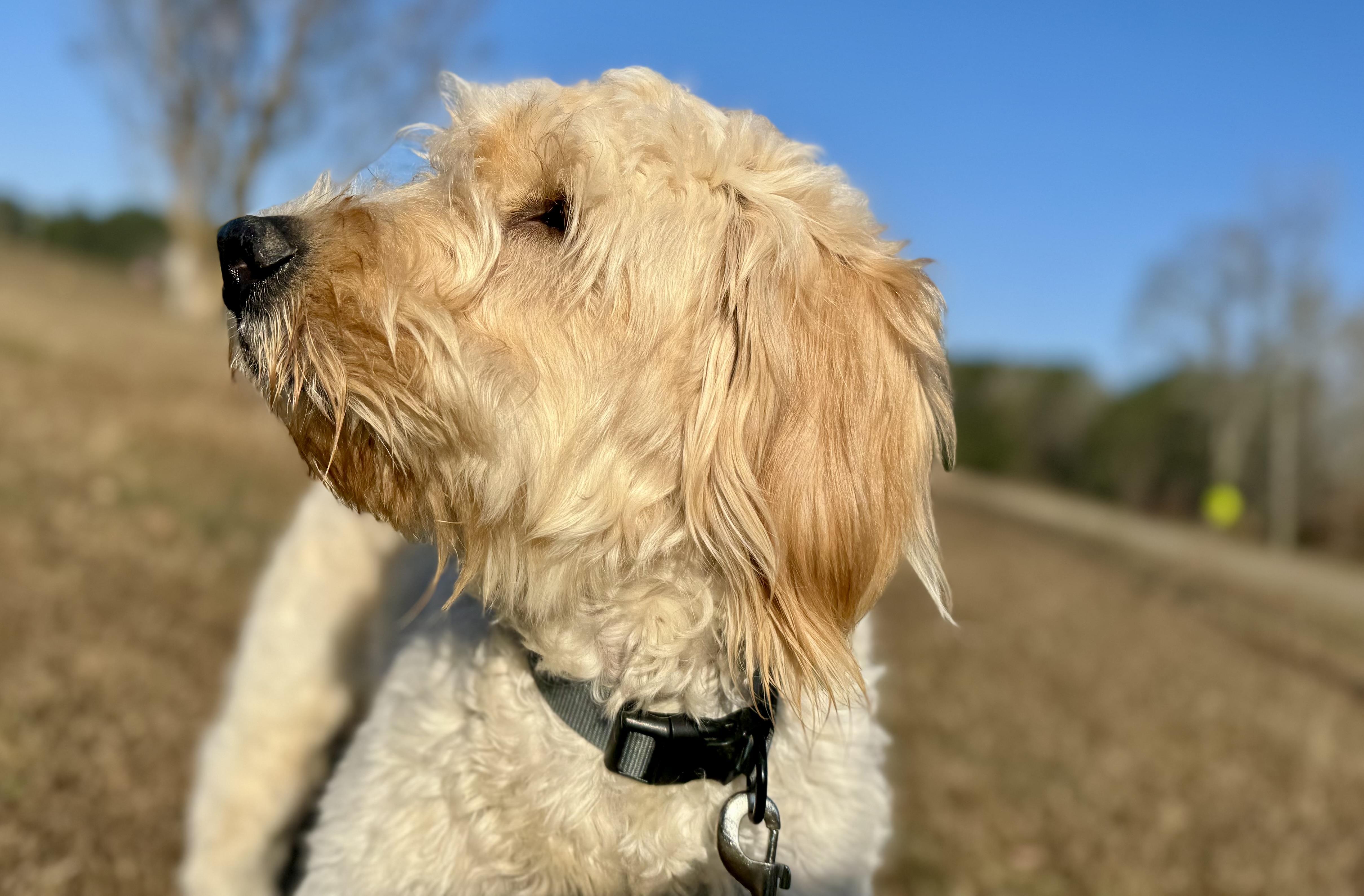 Enlarge Roxie - PyreDoodle, an adopted mixed breed in Spartanburg, SC image 4/6