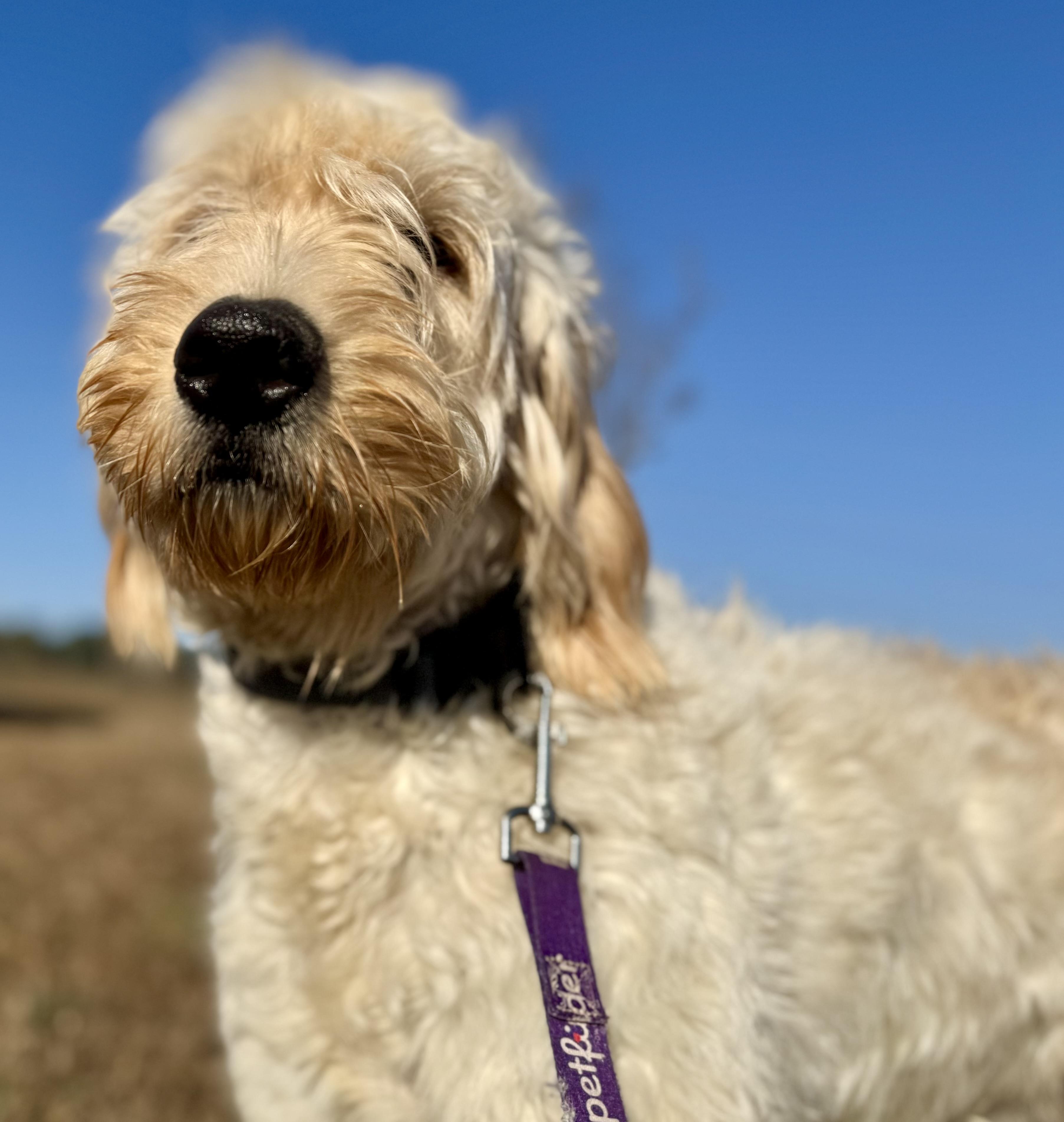 Enlarge Roxie - PyreDoodle, an adopted mixed breed in Spartanburg, SC image 2/6