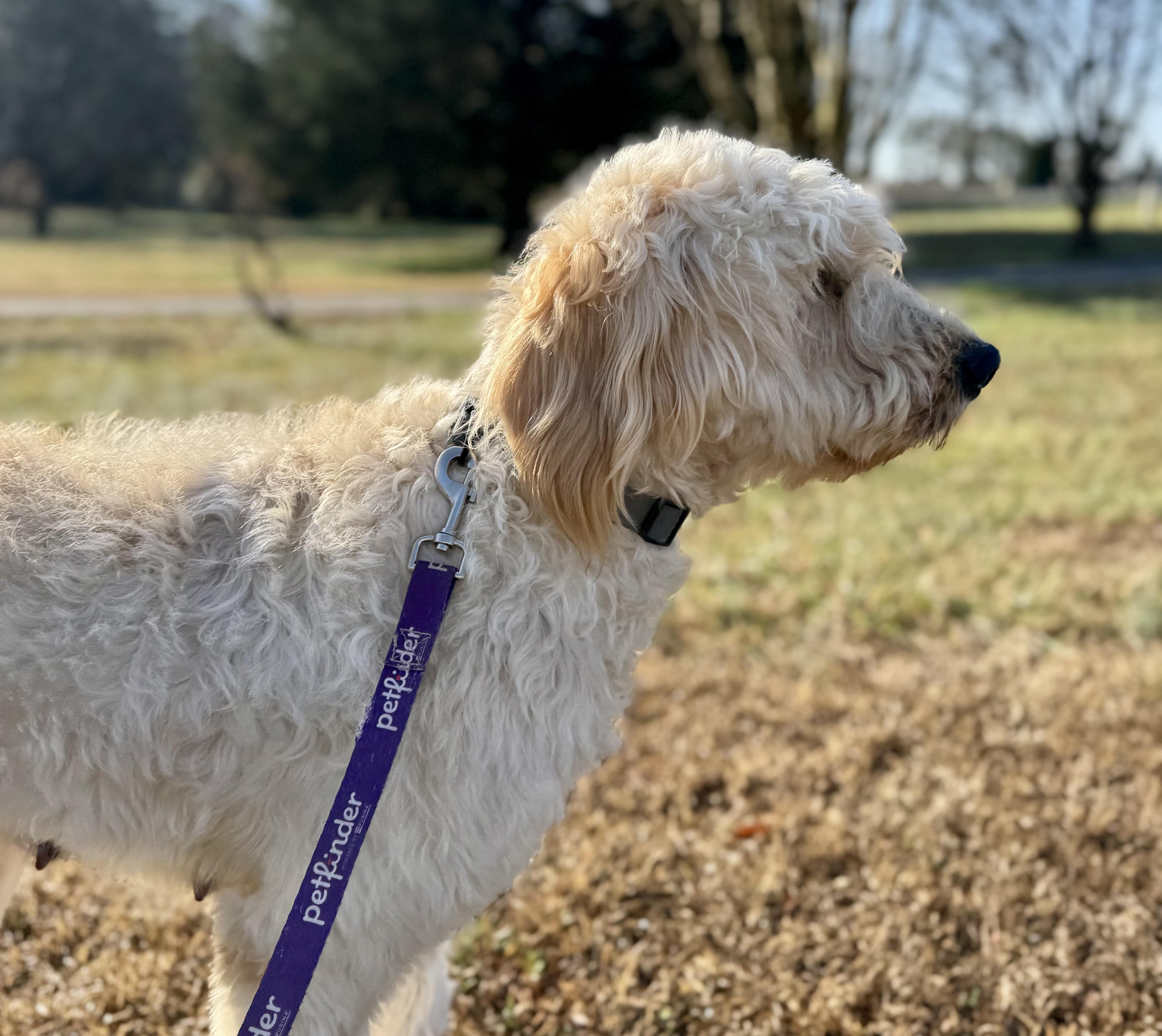Enlarge Roxie - PyreDoodle, an adopted mixed breed in Spartanburg, SC image 3/6