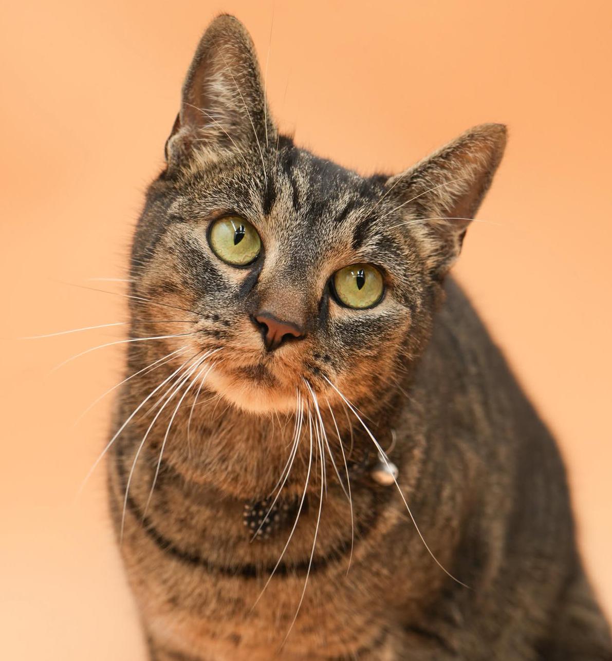 Candy cannot be any sweeter or cuter!  FOSTER TO ADOPT amazing THERAPY SWEET angel - VIDEO!!, Adoptable, Adult Female Tabby & Bengal.