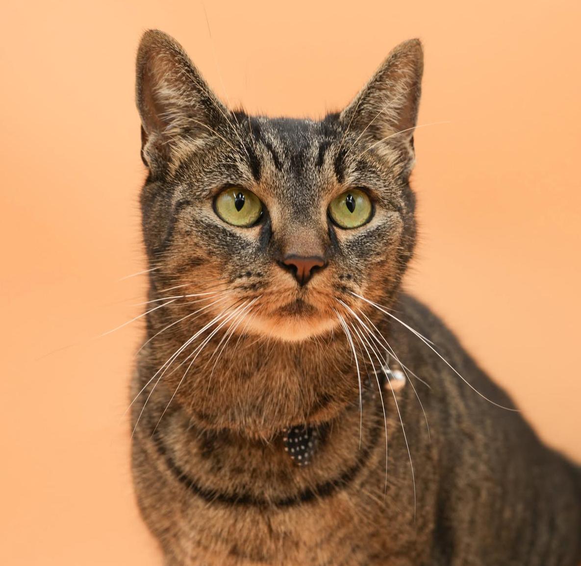 Enlarge Candy cannot be any sweeter or cuter!  FOSTER TO ADOPT amazing THERAPY SWEET angel - VIDEO!!, a Adoptable mixed breed in Bedford Hills, NY image 6/6