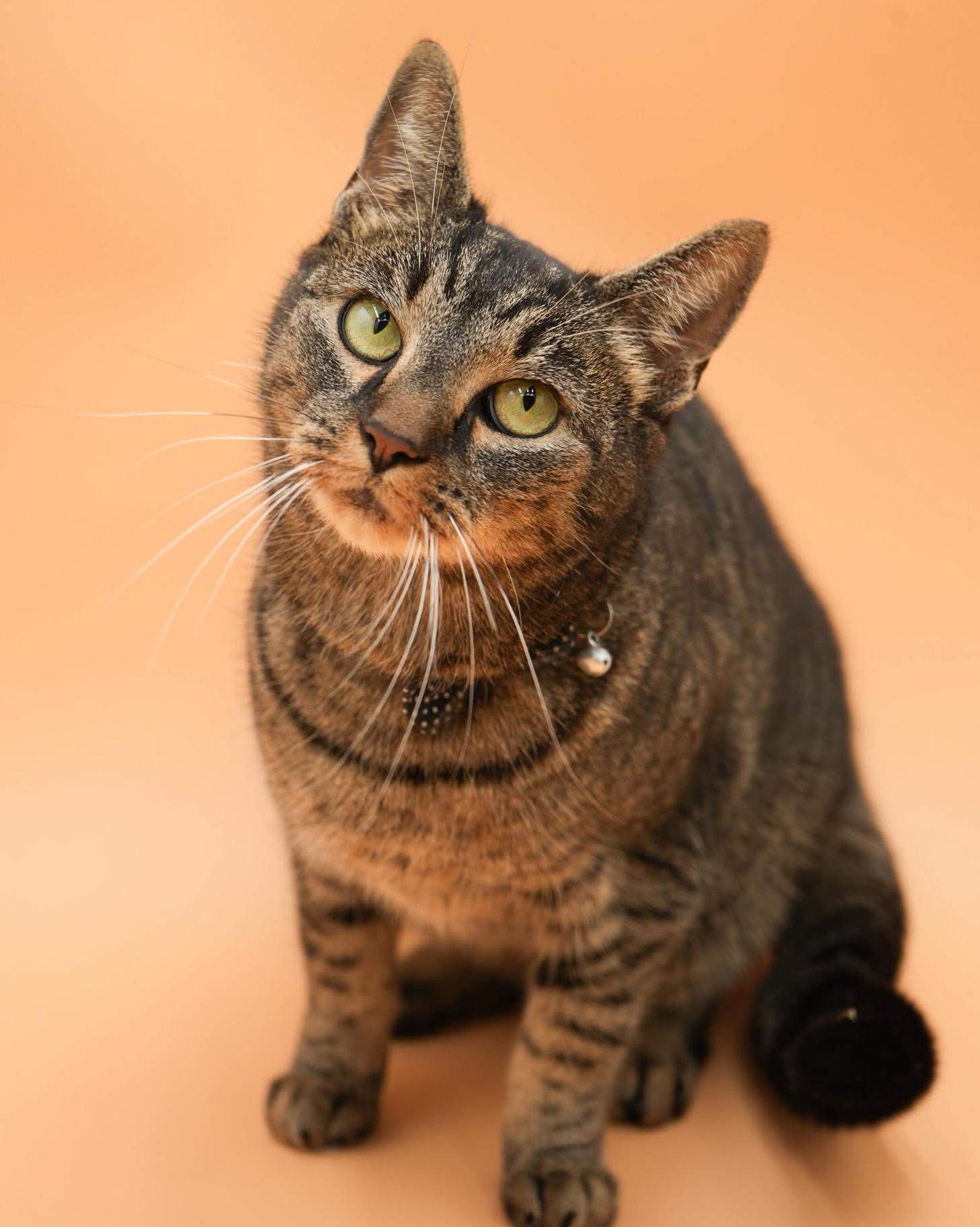 Enlarge Candy cannot be any sweeter or cuter!  FOSTER TO ADOPT amazing THERAPY SWEET angel - VIDEO!!, a Adoptable mixed breed in Bedford Hills, NY image 5/6