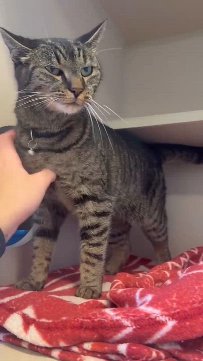 Enlarge Candy cannot be any sweeter or cuter!  FOSTER TO ADOPT amazing THERAPY SWEET angel - VIDEO!!, a Adoptable mixed breed in Bedford Hills, NY video 1/6