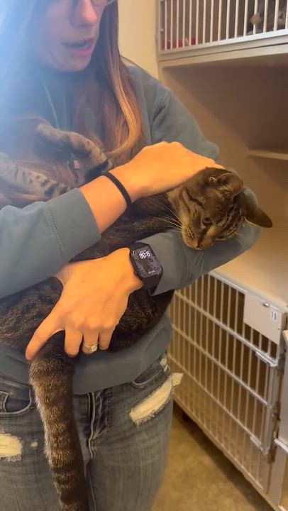 Enlarge Candy cannot be any sweeter or cuter!  FOSTER TO ADOPT amazing THERAPY SWEET angel - VIDEO!!, a Adoptable mixed breed in Bedford Hills, NY video 4/6