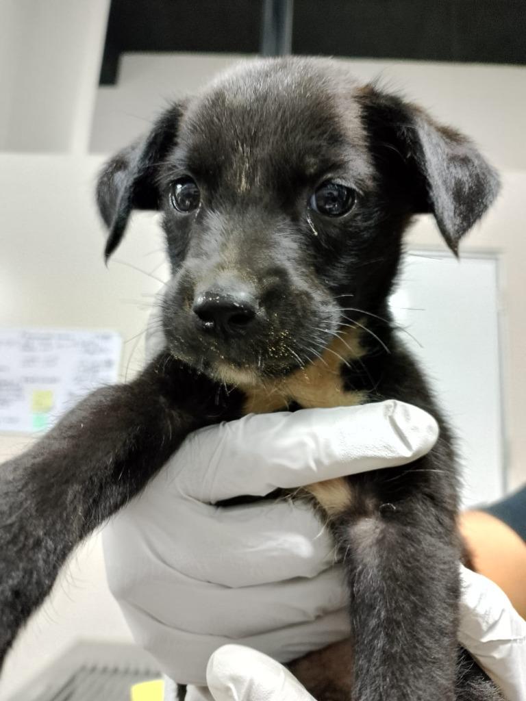 Gecko, a Adoptable mixed breed in Los Angeles, CA image 1/2