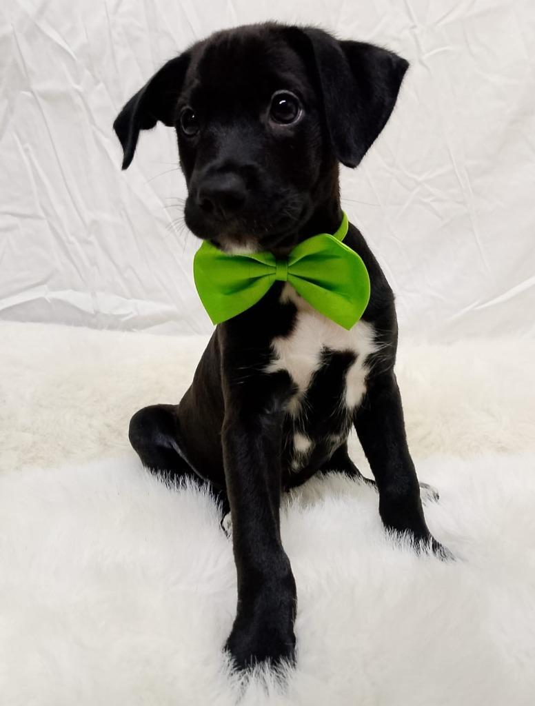 Gecko, a Adoptable mixed breed in Los Angeles, CA image 2/2