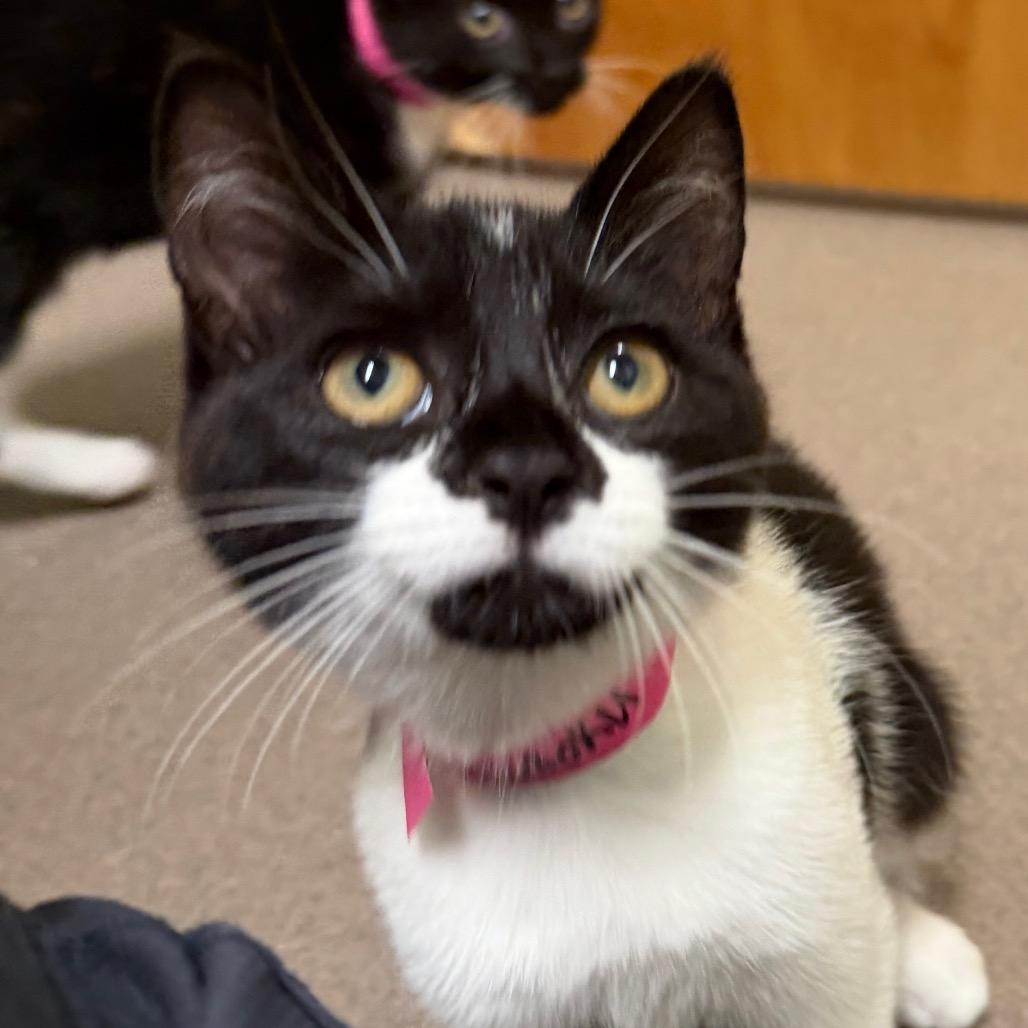 Sudoku, Adoptable, Kitten Female Domestic Short Hair.