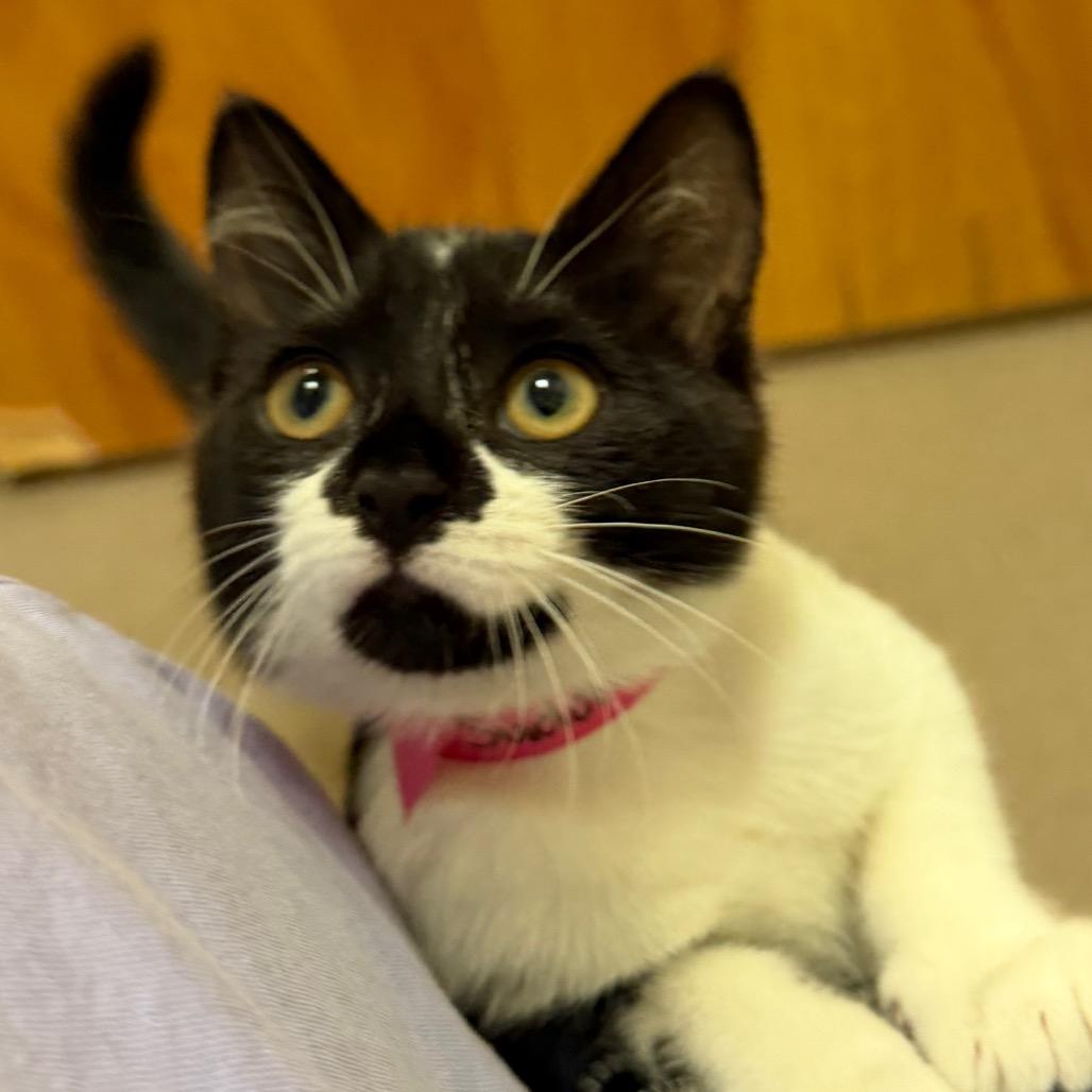 Sudoku, a Adoptable Domestic Short Hair in Middlebury, VT image 2/2