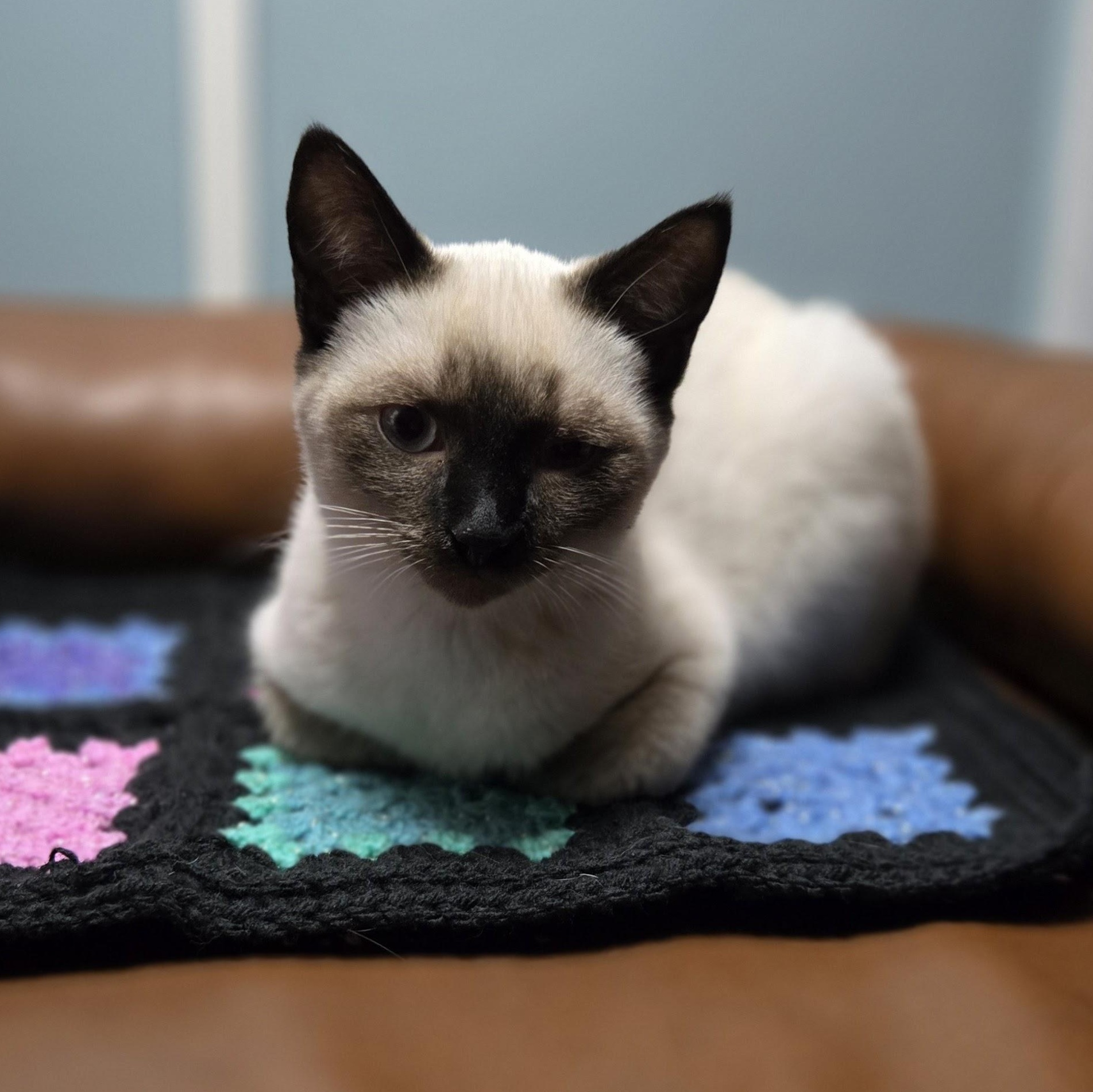 Dan, an adopted Siamese in Swartz Creek, MI image 1/5
