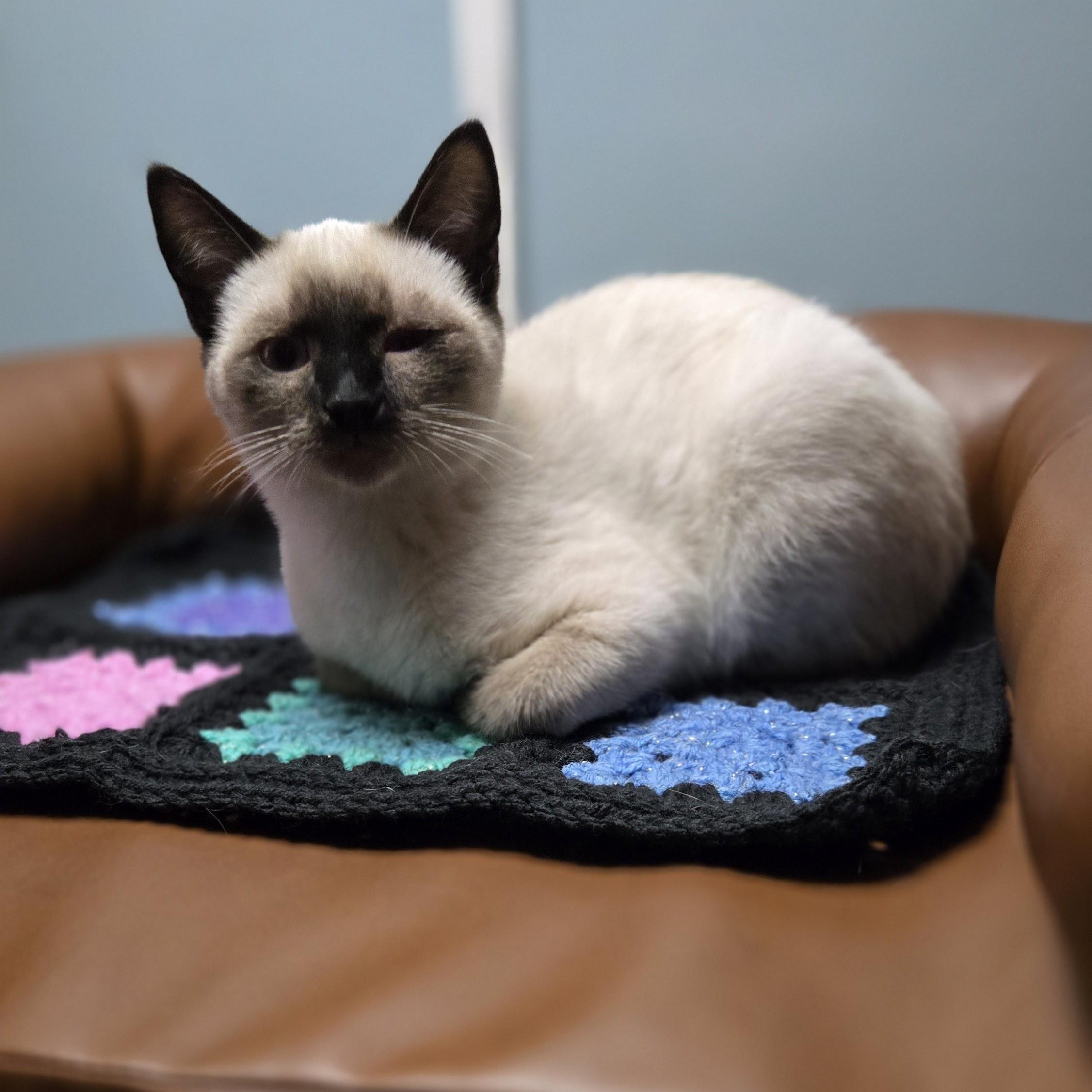 Dan, an adopted Siamese in Swartz Creek, MI image 2/5