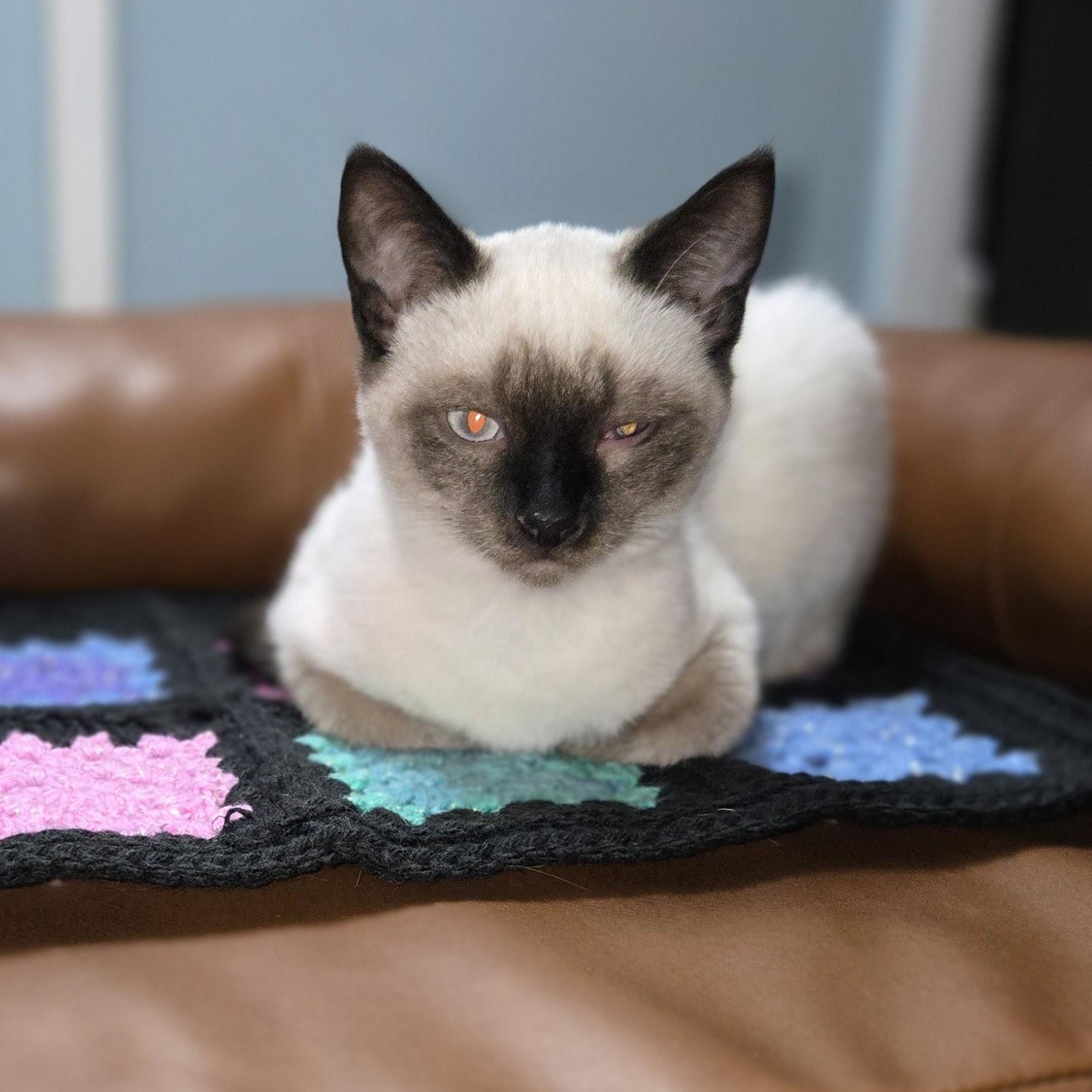 Dan, adopted, Kitten Male Siamese.