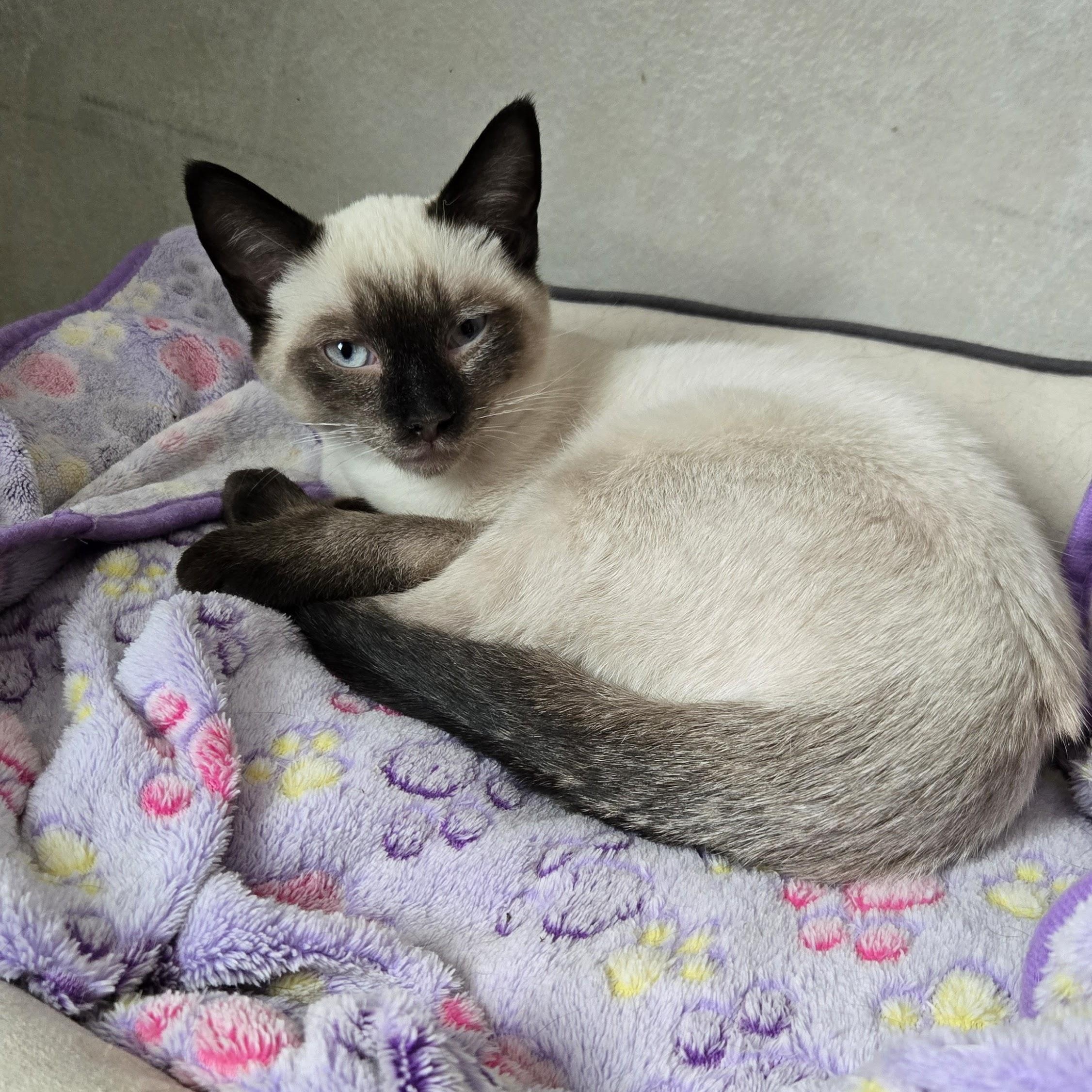 Dan, an adopted Siamese in Swartz Creek, MI image 4/5