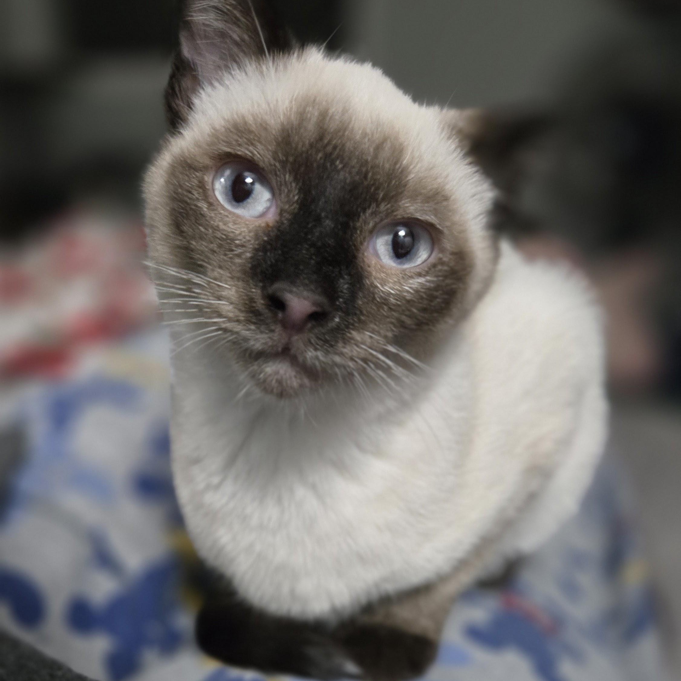 Dan, an adopted Siamese in Swartz Creek, MI image 5/5