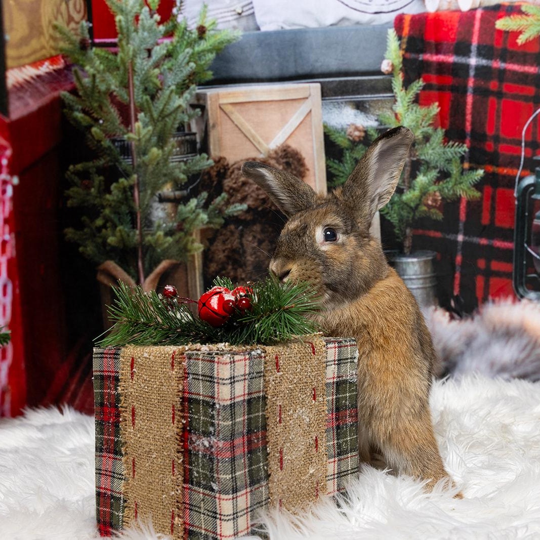 Morgan, a Adoptable mixed breed in Coralville, IA image 2/6