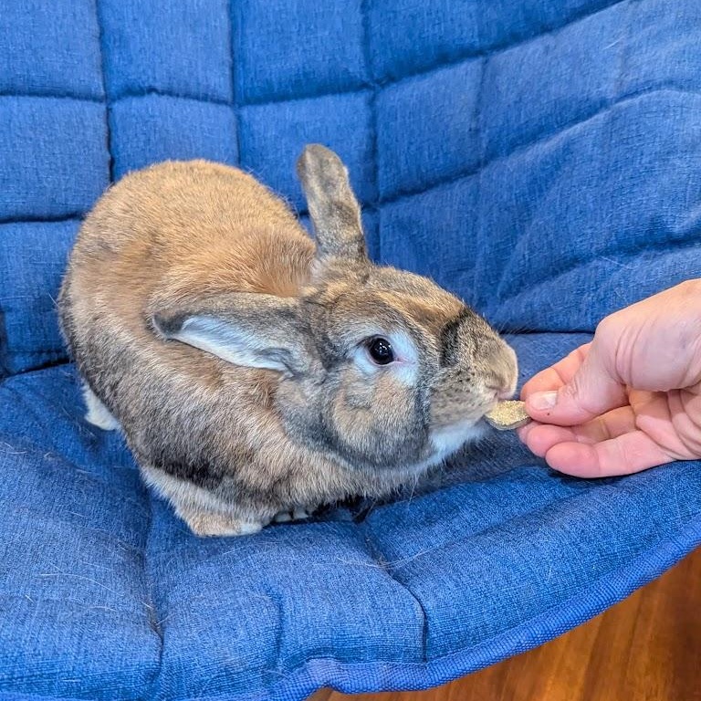 Morgan, a Adoptable mixed breed in Coralville, IA image 6/6