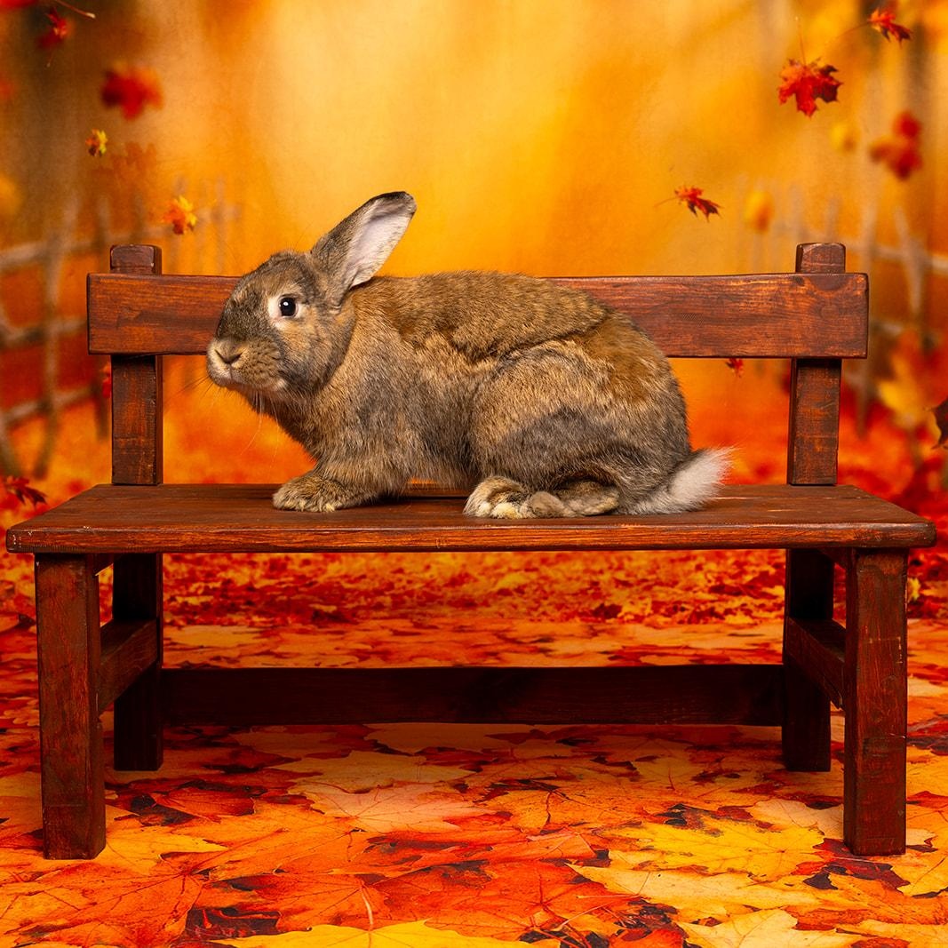 Morgan, a Adoptable mixed breed in Coralville, IA image 5/6