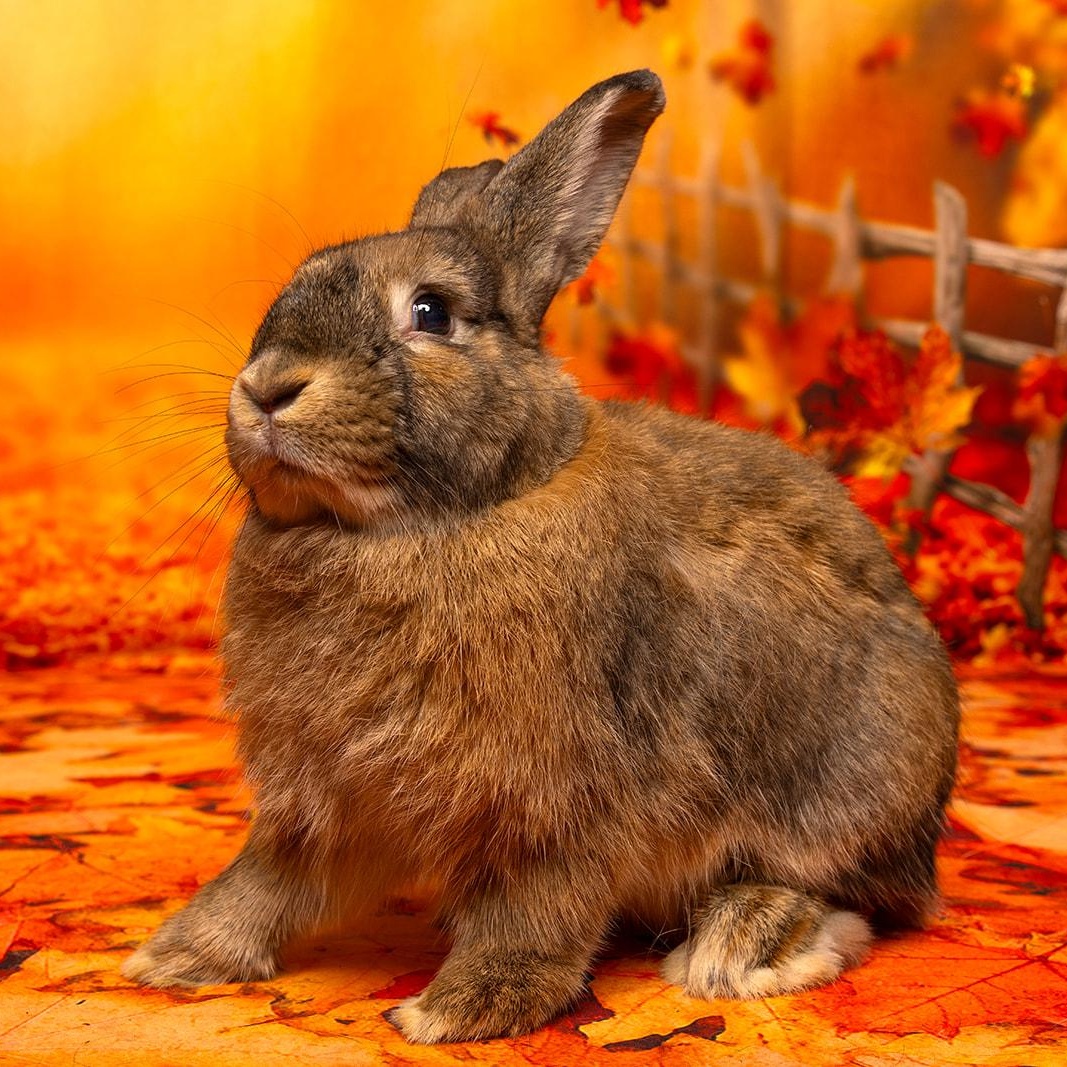 Morgan, a Adoptable mixed breed in Coralville, IA image 4/6