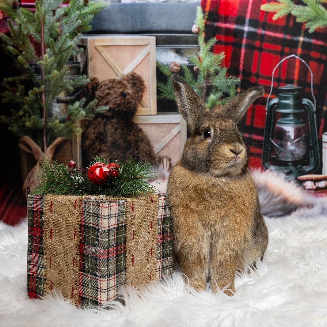 Morgan, Adoptable, Adult Female New Zealand & Mini Lop.