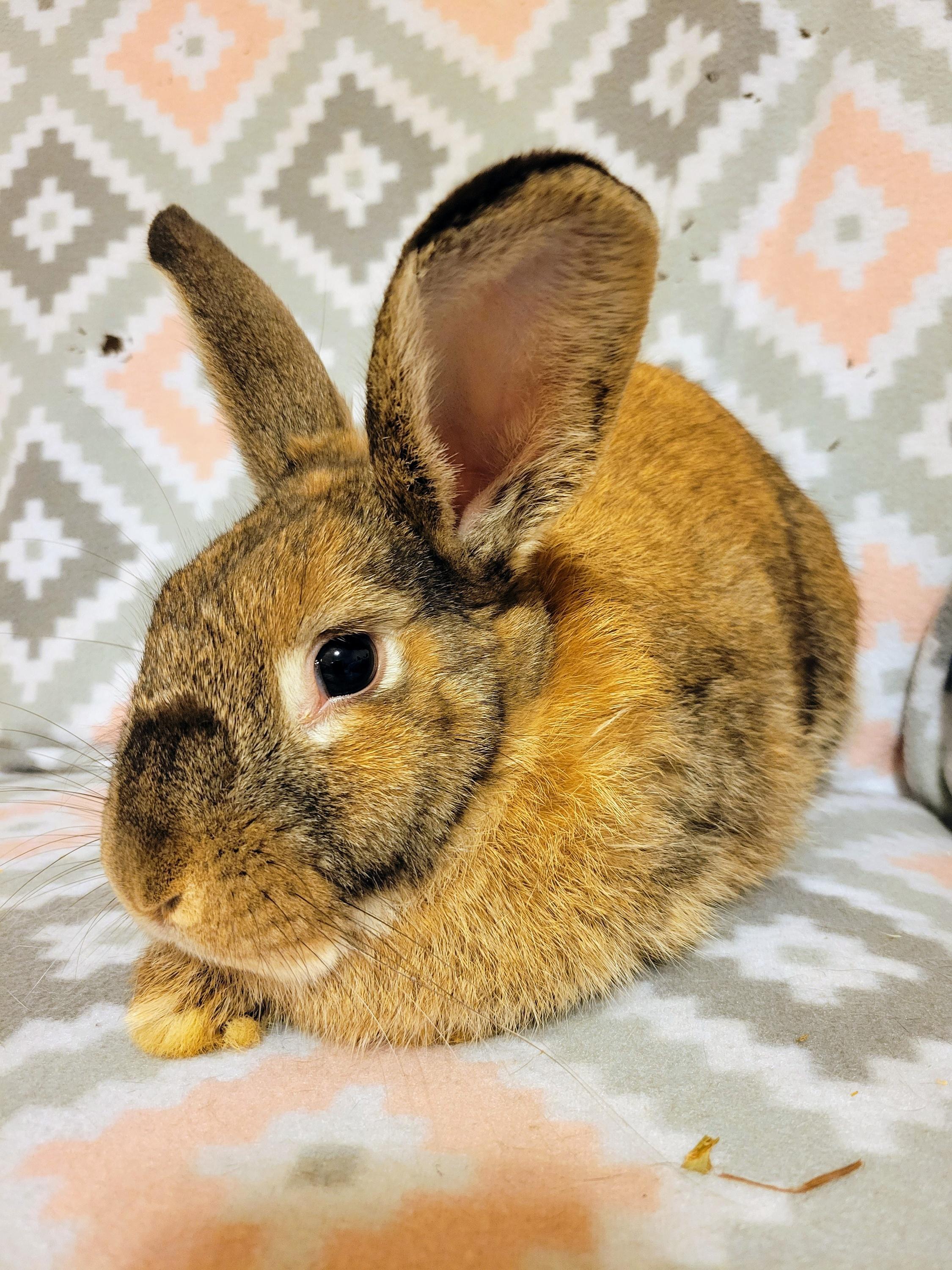 Morgan, a Adoptable mixed breed in Coralville, IA image 3/6