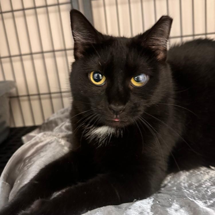 Ohio, Adoptable, Adult Female Domestic Short Hair.