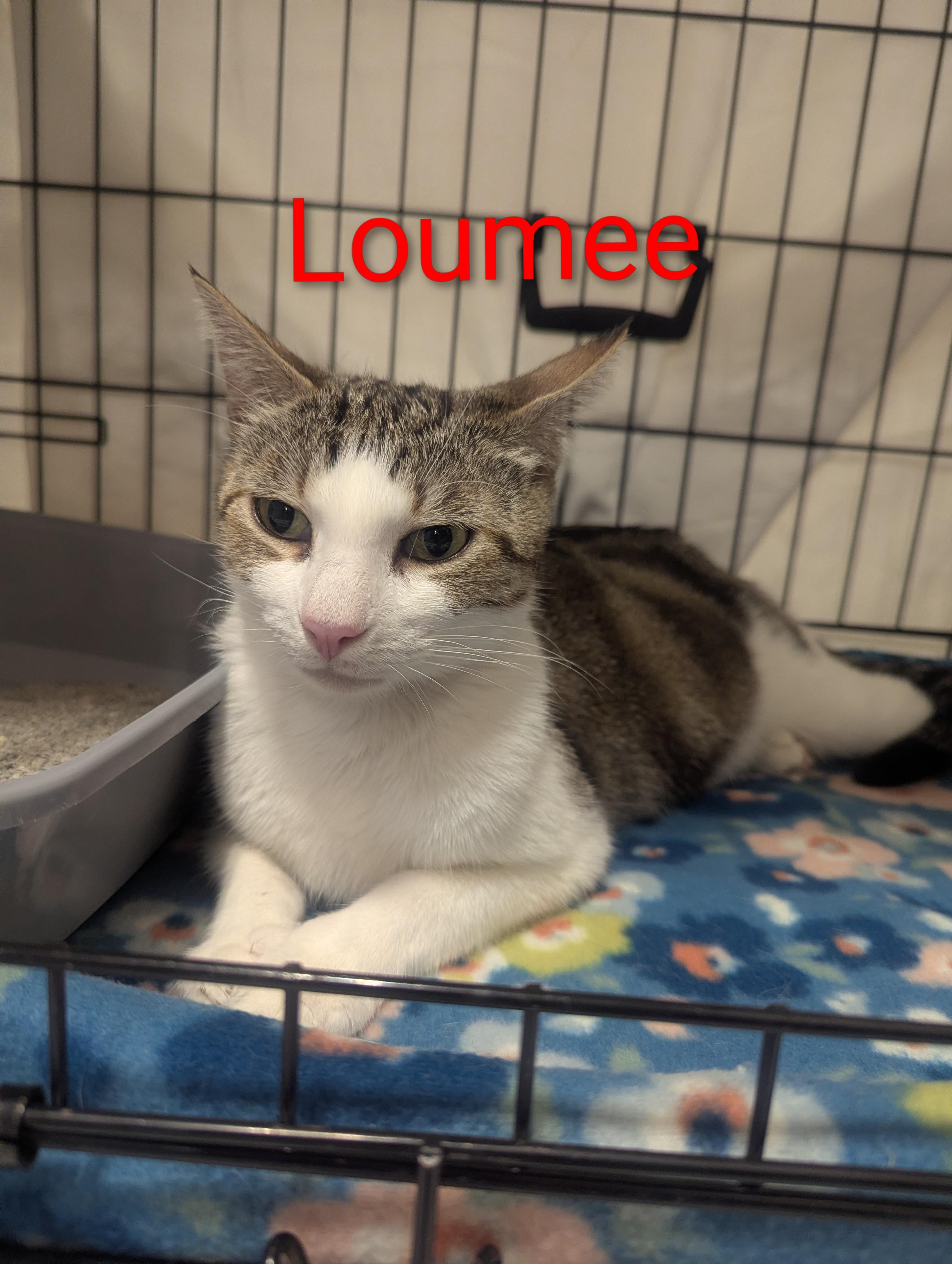 Enlarge Loumee, a ADOPTABLE Domestic Short Hair in Fullerton, CA image 2/2