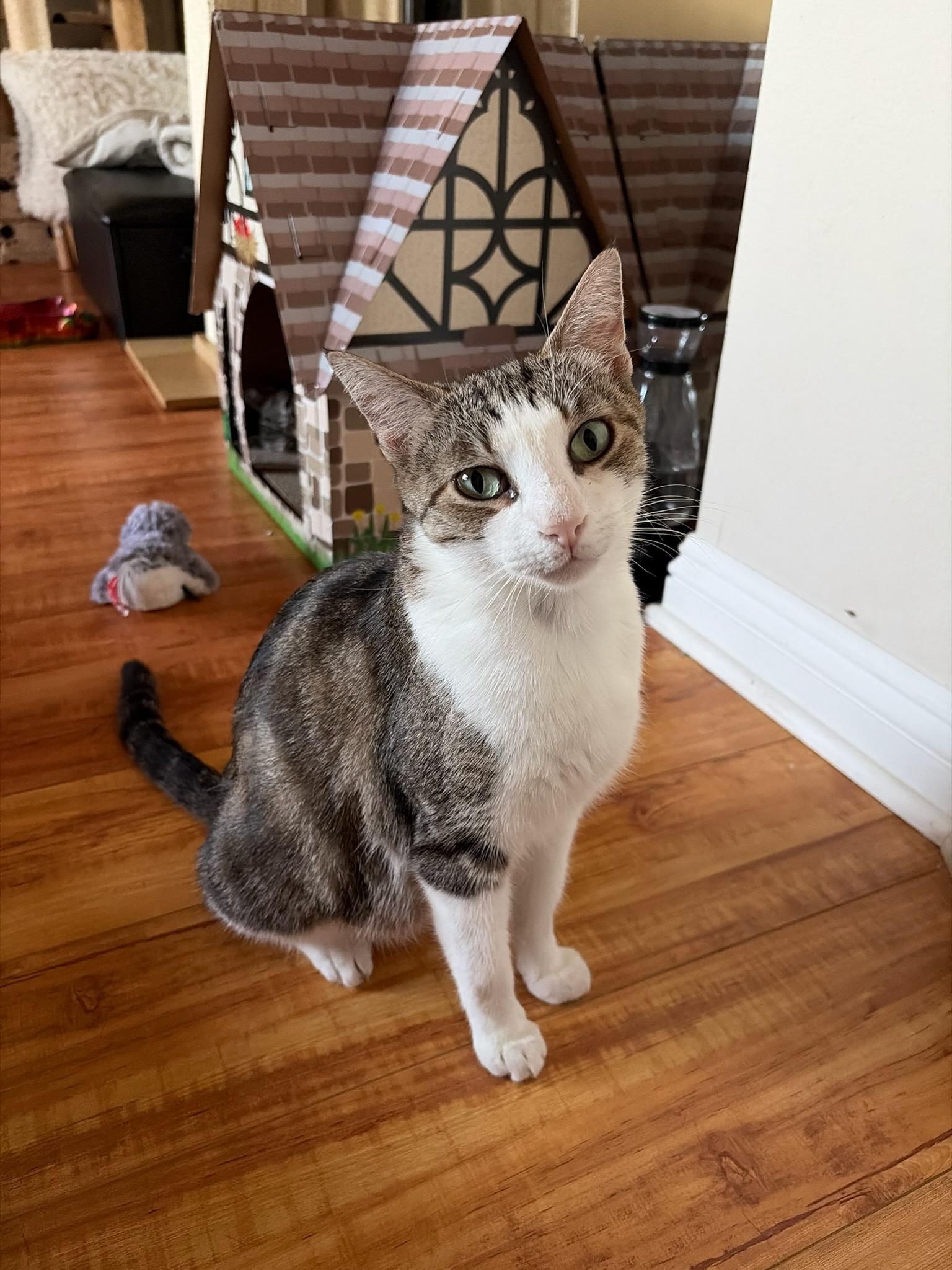 Enlarge Loumee, a ADOPTABLE Domestic Short Hair in Fullerton, CA image 1/2