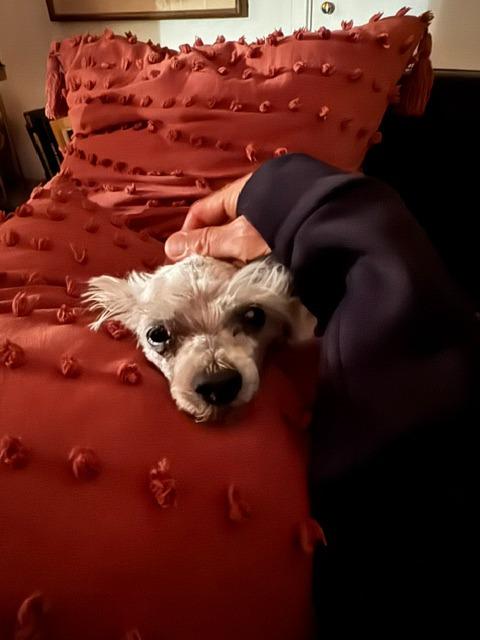 Coconut, Adoptable, Adult Female Shih Tzu & Maltese.
