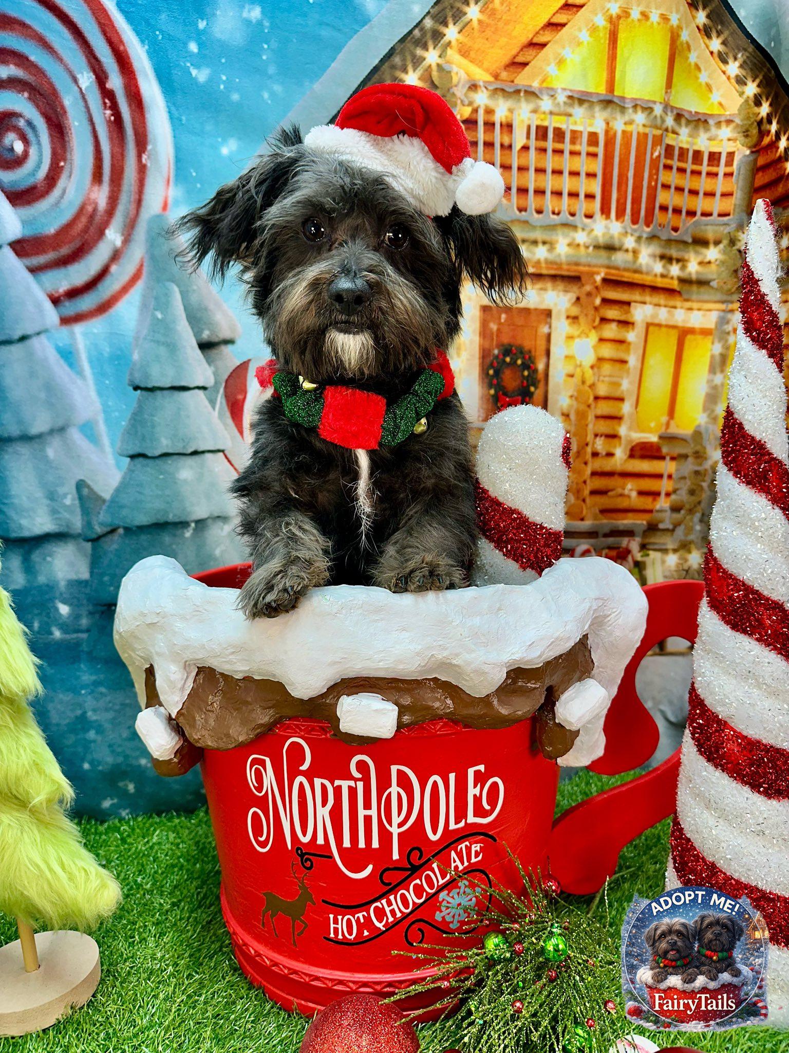 Enlarge Rico, a ADOPTABLE mixed breed in Winchester, KY image 2/4