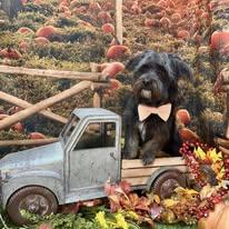 Enlarge Rico, a ADOPTABLE mixed breed in Winchester, KY image 3/4