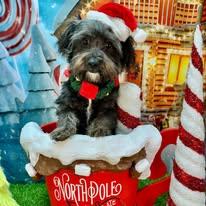 Rico, ADOPTABLE, Young Male Shih Tzu & Terrier.