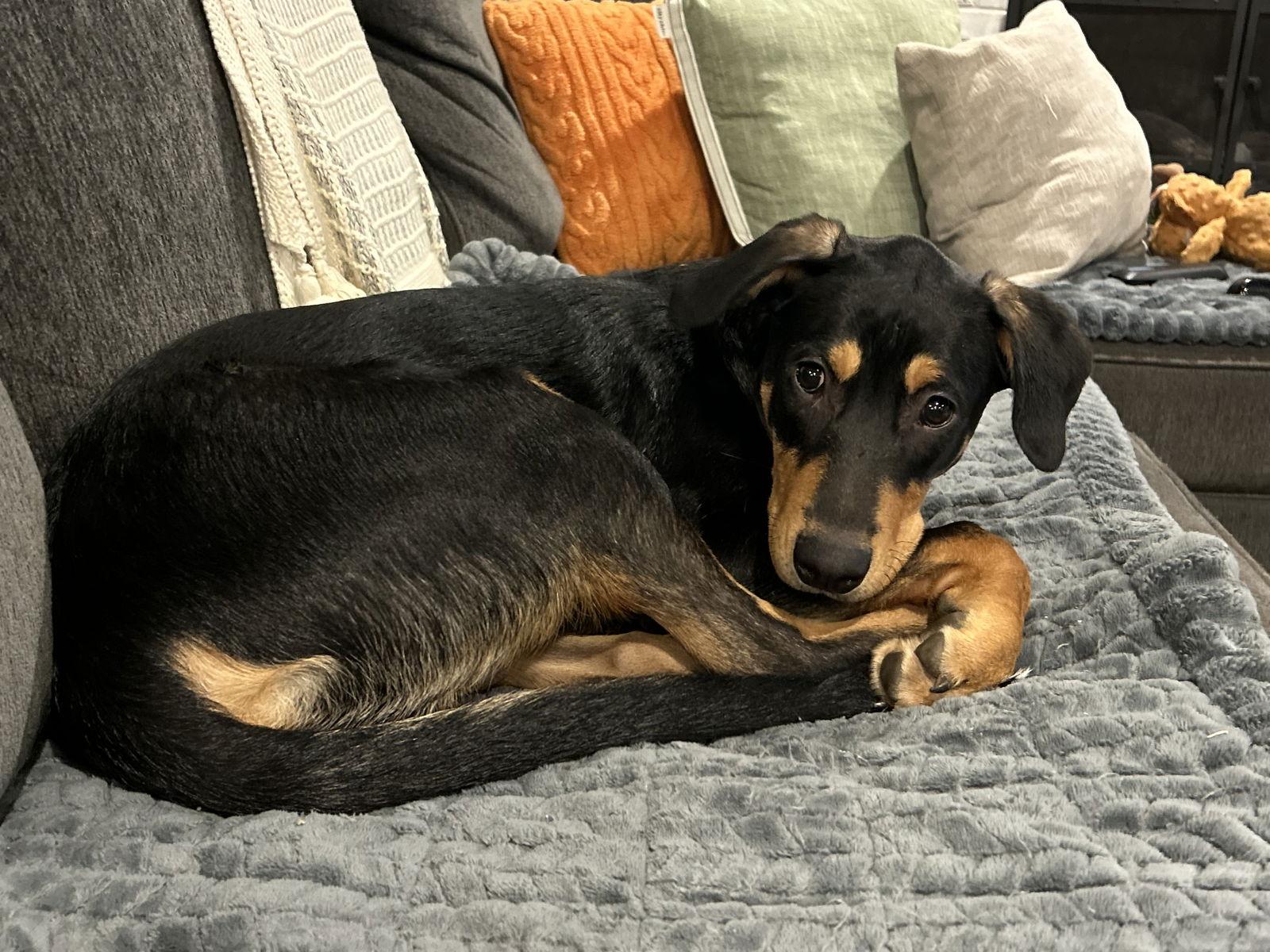 Elliot, Adopted, Puppy Male Hound.