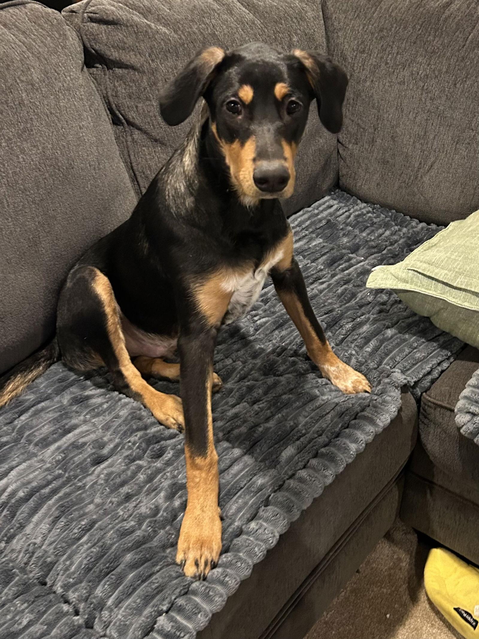 Enlarge Elliot, a Adopted Hound in Spring City, PA image 2/2