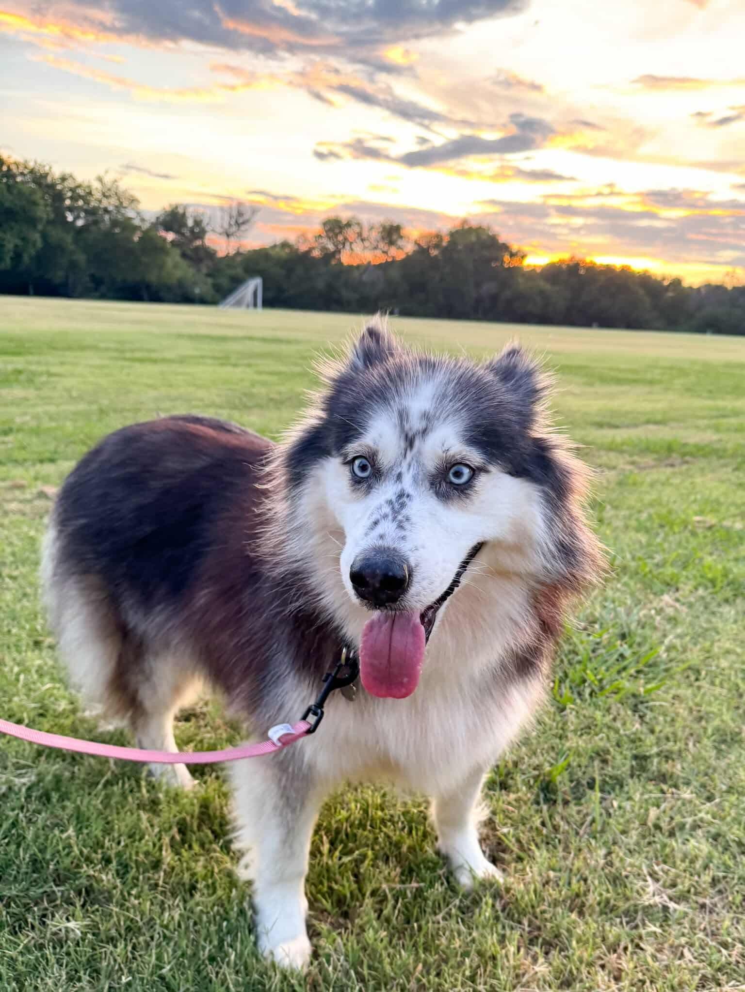 Koda photo 2
