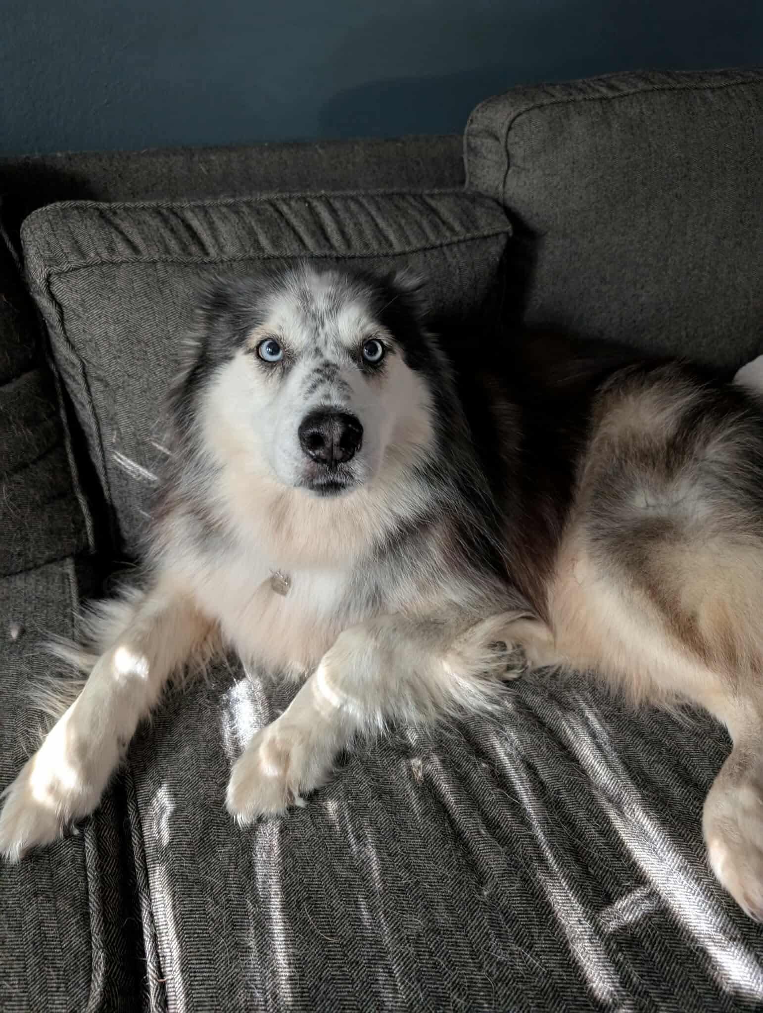 Koda photo 3