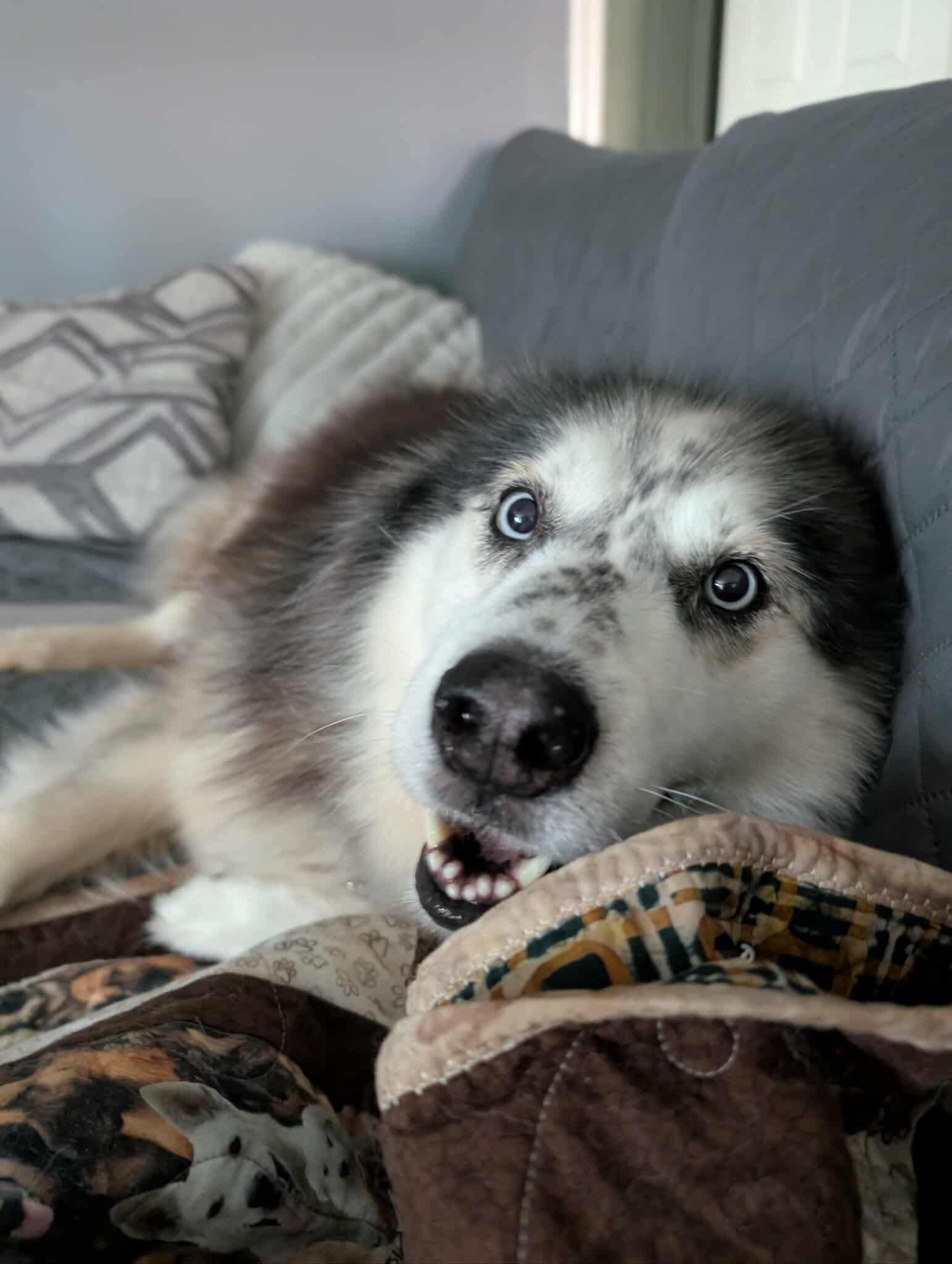 Koda photo 4