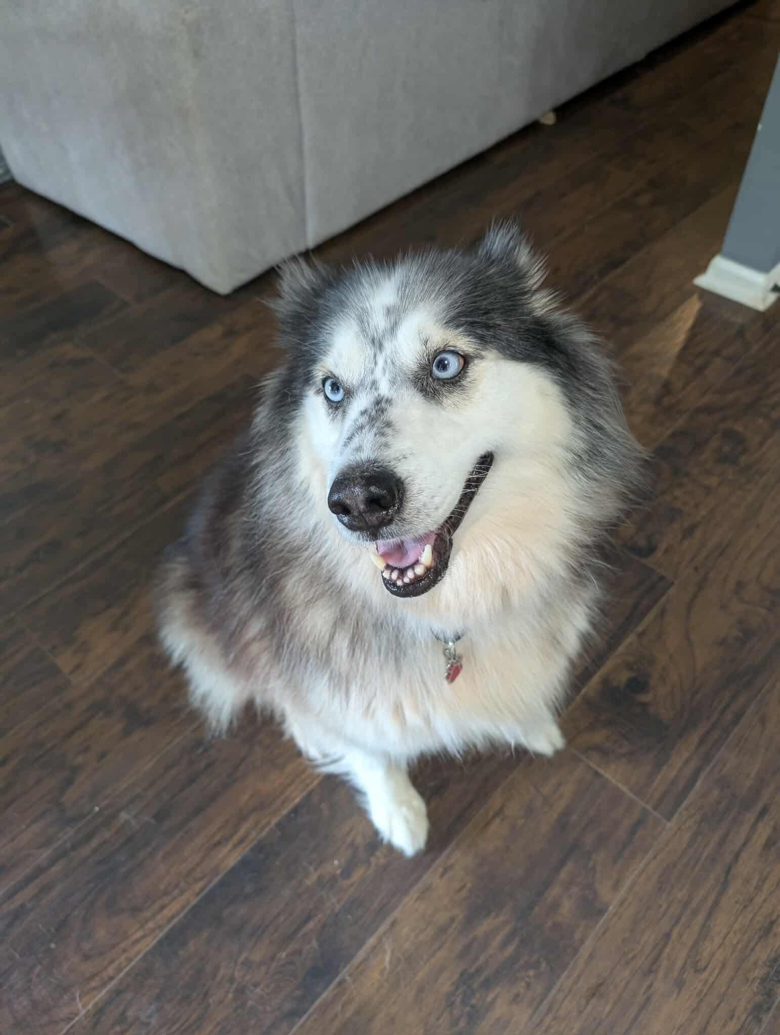 Koda photo 5
