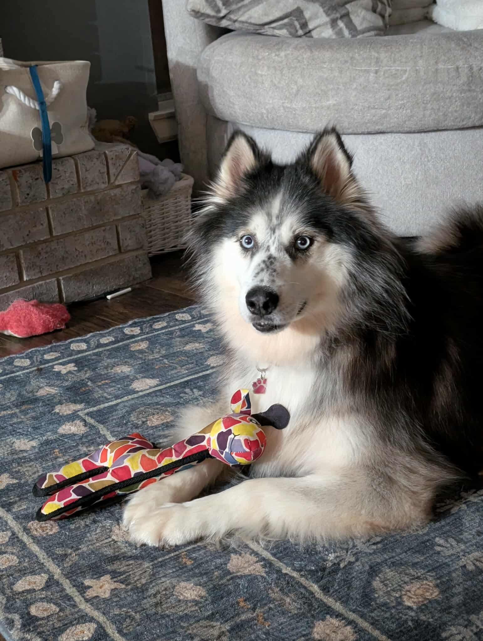 Koda photo 6