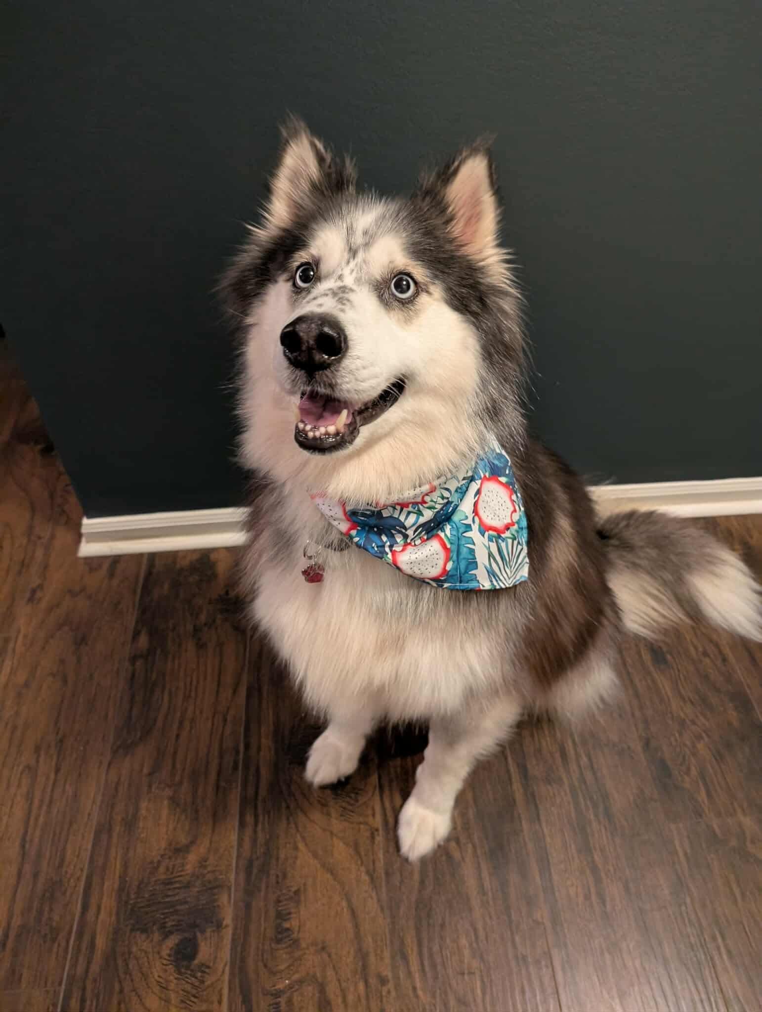 Koda, Adult Female unknown