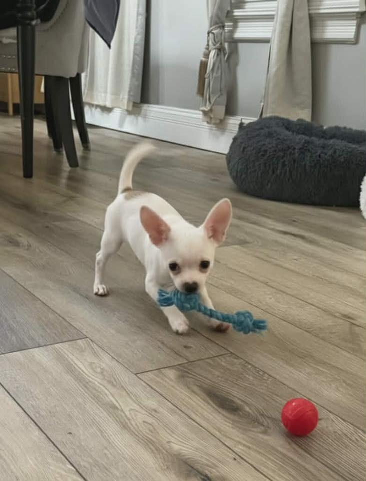 Snoopy $600, Adoptable, Puppy Male Chihuahua.