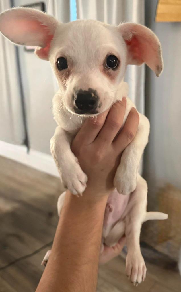 Enlarge Snoopy $600, a Adoptable Chihuahua in Milwaukee, WI image 3/3