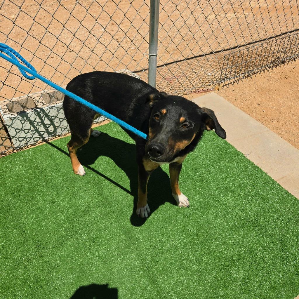 Tilly, Adoptable, Puppy Female Shepherd & Doberman Pinscher.