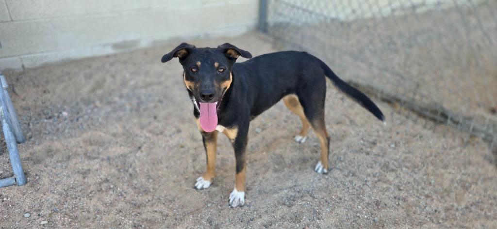 Enlarge Tilly, a Adoptable mixed breed in California City, CA image 2/3