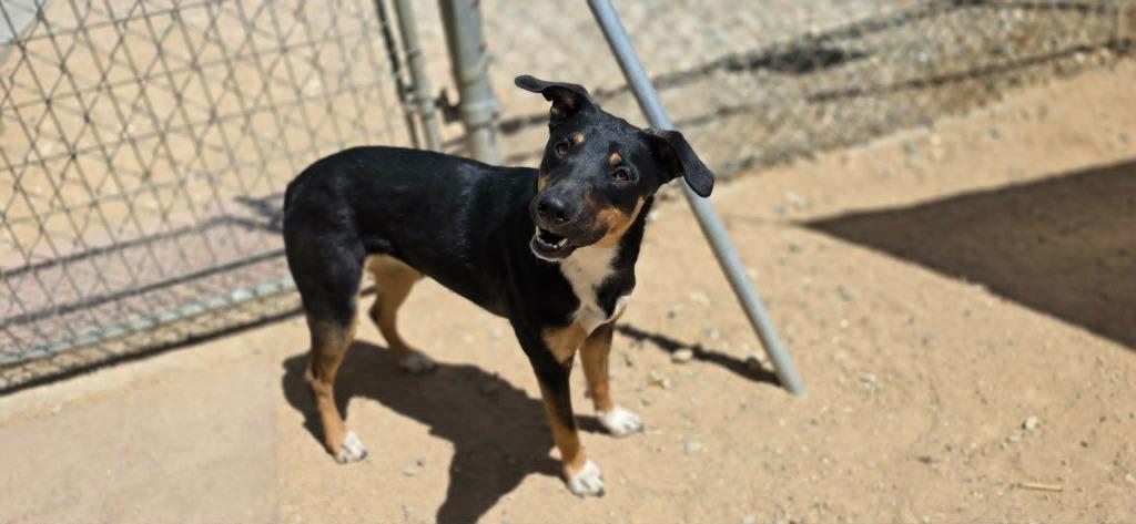 Enlarge Tilly, a Adoptable mixed breed in California City, CA image 3/3