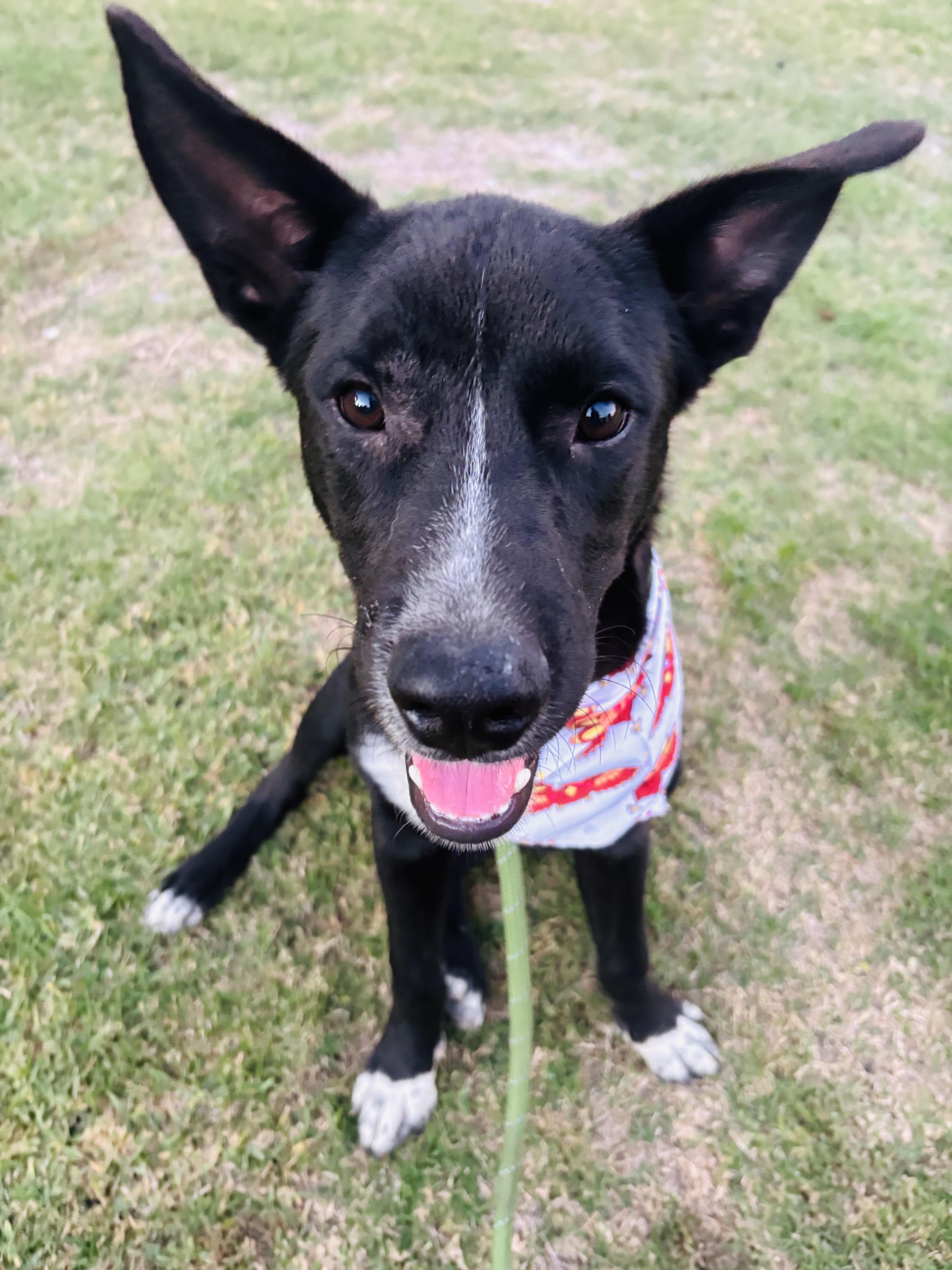 Rocky Boy thumbnail 2